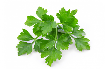 CILANTRO